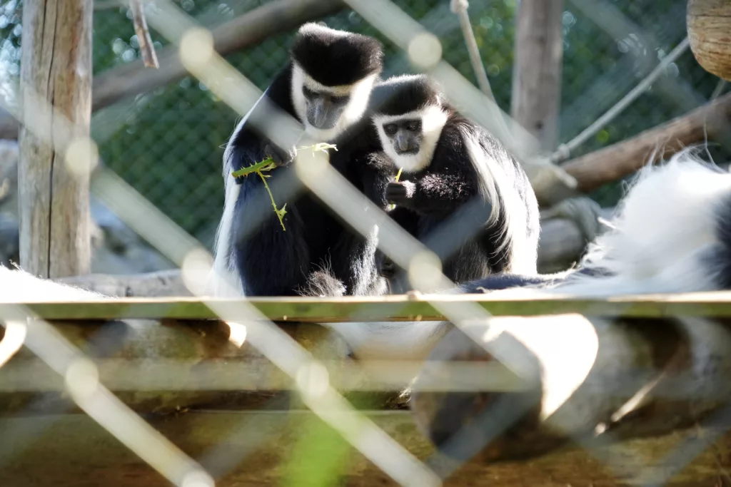 SP_ClubPhotoAresien_Zoo_Colobe Guéréza_DSC01429a