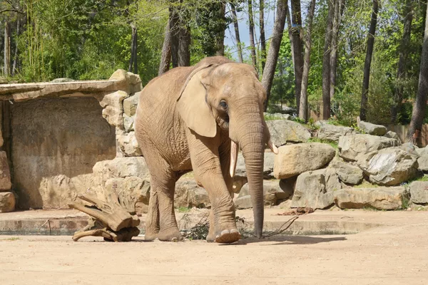 SP_ClubPhotoArésien_Zoo_Eléphant-d'Afrique_DSC01385F