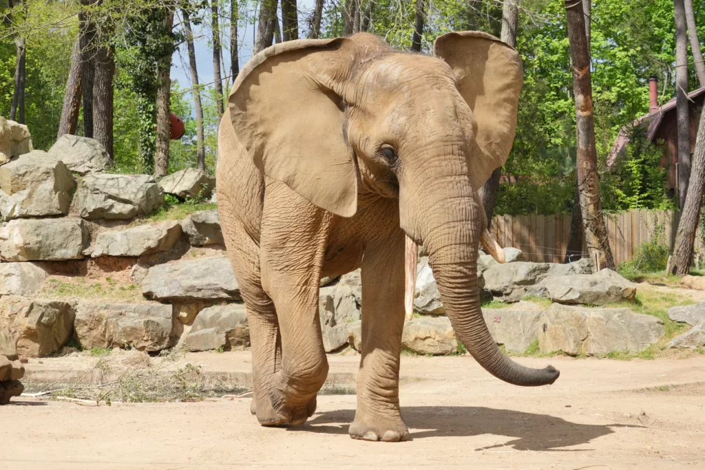 SP_ClubPhotoAresien_Zoo_Eléphant d'Afrique_DSC01391a