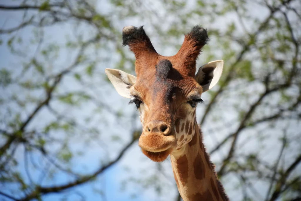 SP_ClubPhotoAresien_Zoo_Girafe_DSC01018a