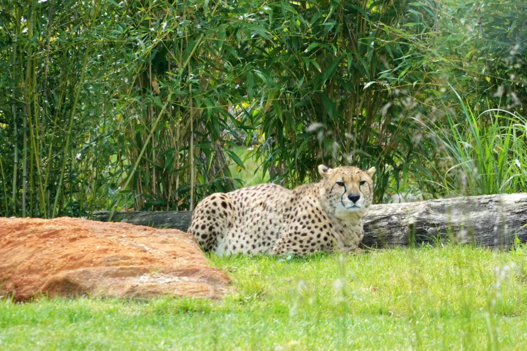 SP_ClubPhotoAresien_Zoo_Guépard_DSC01893a