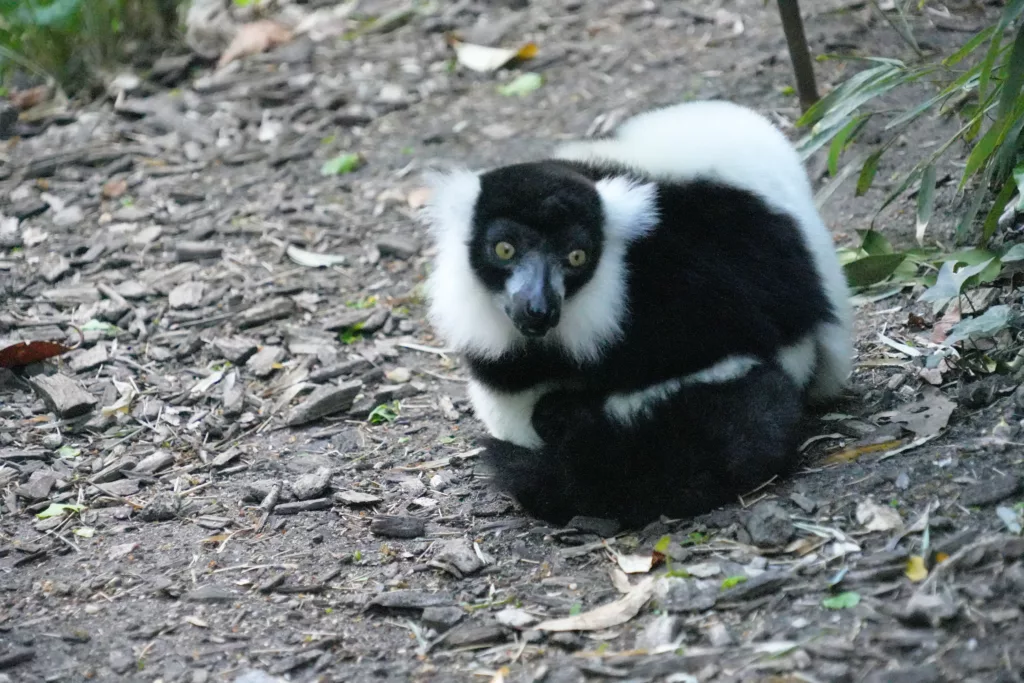 SP_ClubPhotoAresien_Zoo_Lémurien Vari Noir et Blanc_DSC01815a