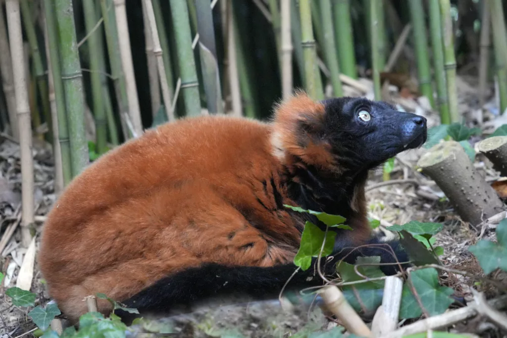 SP_ClubPhotoAresien_Zoo_Lémurien Vari Roux_DSC01800a