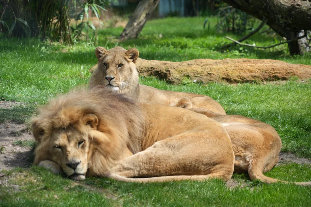 SP_ClubPhotoAresien_Zoo_Lion d'Afrique_DSC01863a