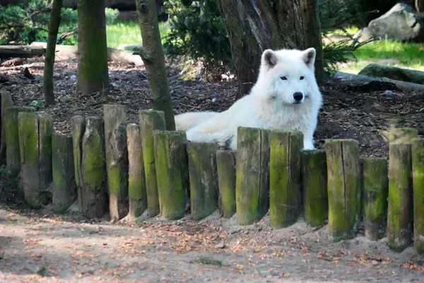 SP_ClubPhotoArésien_Zoo_Loup-Blanc-de-l'Arctique_DSC00839b