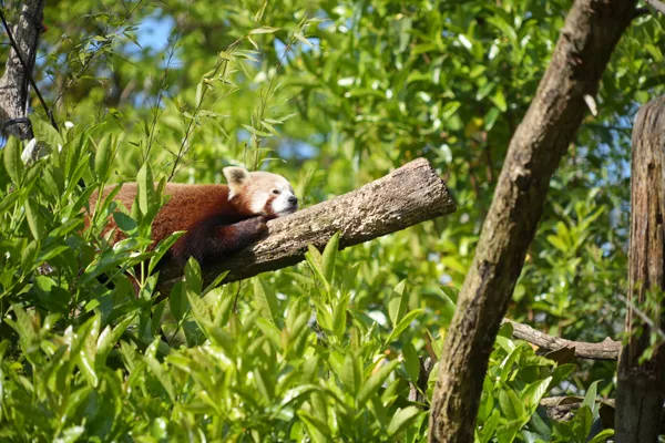 SP_ClubPhotoArésien_Zoo_Panda-Roux_DSC01560S