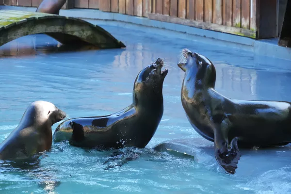 SP_ClubPhotoArésien_Zoo_Otarie-de-Californie_DSC00903a