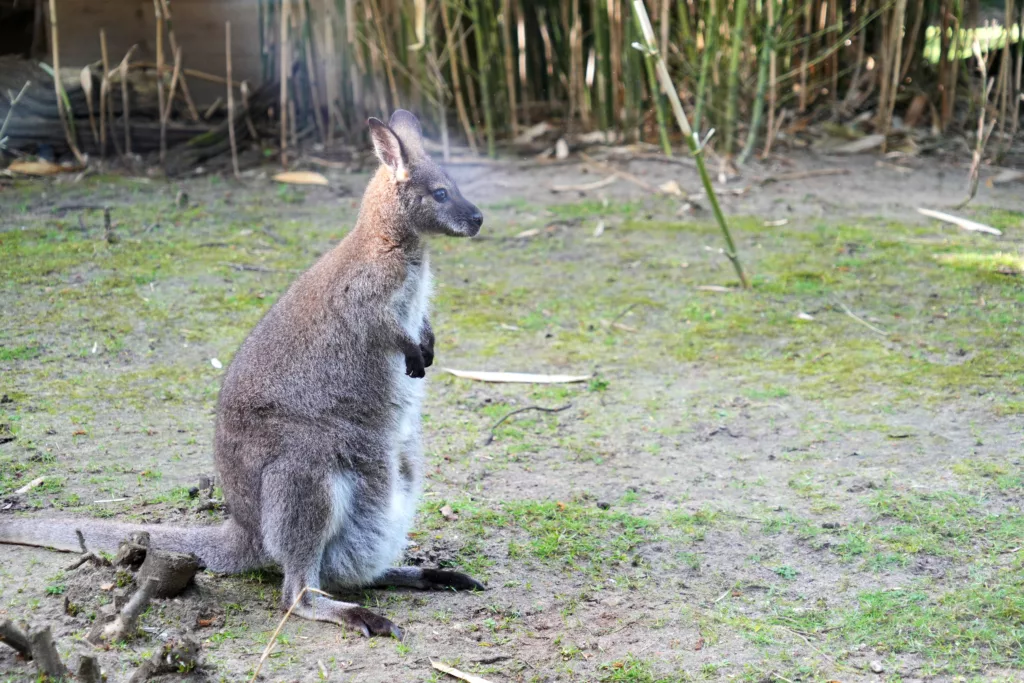 SP_ClubPotoAresien_Zoo_Wallaby de Bennett_DSC01448a