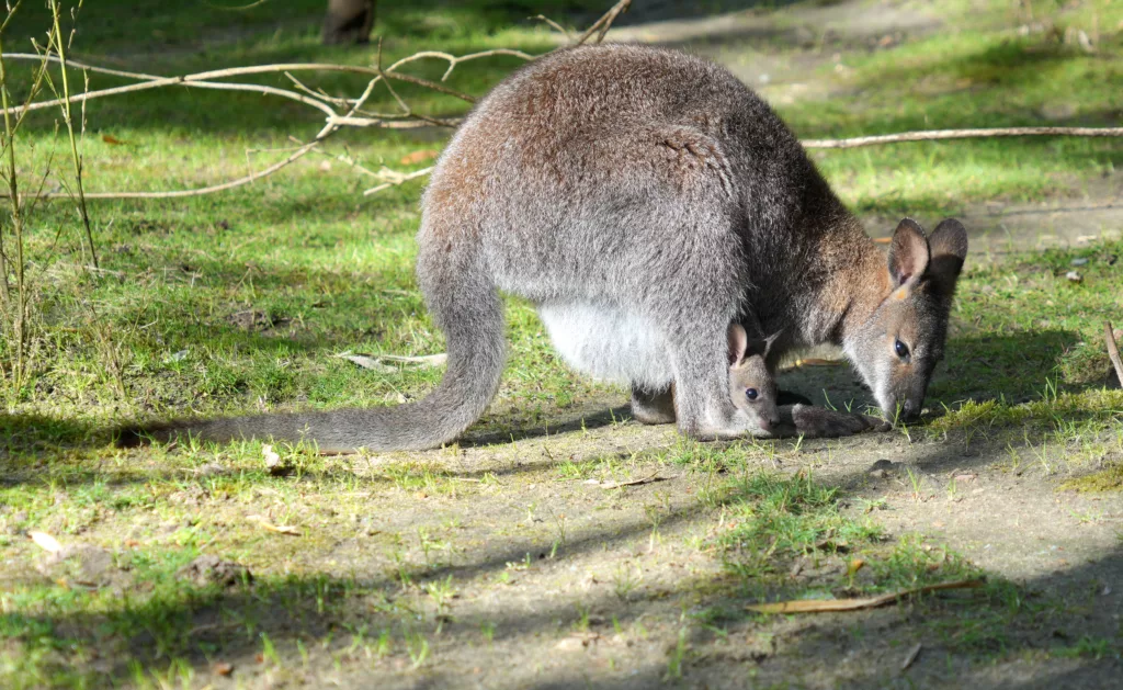 SP_ClubPhotoAresien_Zoo_Wallaby de Bennett_DSC01458a