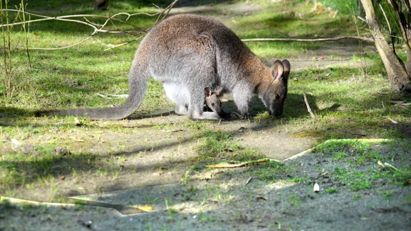 SP_ClubPhotoArésien_Zoo_Wallaby-de-Bennett_DSC01465o