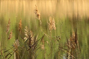 Martine P thème du mois végétation Club Photo Arésien